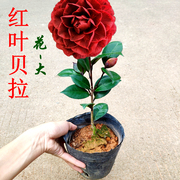 红叶贝拉茶花纯色黑贝拉大花型，室内盆栽花卉阳台绿植办公室苗