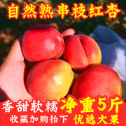 河北大红杏当季新鲜水果，杏子整箱脆酸甜黄杏孕妇贵妃酸杏5斤
