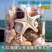 超级大海螺壳天然真贝壳摆件儿童玩具礼物海星，珊瑚鱼缸水族装饰