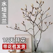 速发水培植物玉兰花海棠花鲜切带花苞水养花卉室内耐寒Z浓香四季