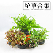 鱼缸淡水植物活体阴性水草，造景装饰懒人，坨草新手入门免栽种不用碳