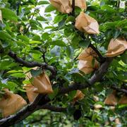 梨子套袋专用袋防鸟防虫，袋水果套袋，套葡萄的纸袋子防水包梨袋
