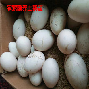 大山新鲜鹅蛋农家散养土鹅蛋12枚大鹅蛋绿色初生蛋