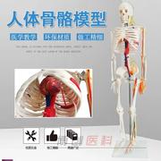 !人体骨架模型85CM人体关节模型骨架关节腰椎脊椎模型医用美