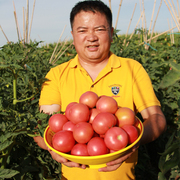 内蒙西红柿新鲜蔬菜当季自然熟土品种生吃水果沙瓤红番茄 7斤