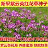 红花草子食紫云英，用野菜养蜂蜜源绿肥高产牧草