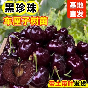 黑珍珠车厘子树苗南方大樱桃水，果树果苗北方种植盆栽庭院地栽蓝莓