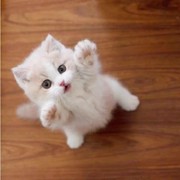 纯种矮脚猫乳白英短幼猫活体蓝金渐层米努特幼崽拿破仑短腿长不大