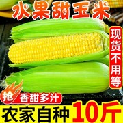 云南金银水果玉米9斤新鲜生吃甜玉米棒子苞谷米现摘糯蔬菜10