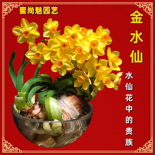 金水仙—水仙中的贵族漳州黄金水仙花种球冬季花卉