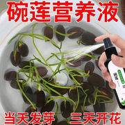 碗莲专用营养液睡莲肥料通用水溶肥水培种子发芽生根促开花防黄叶