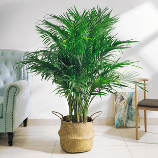 富贵椰子大型绿植盆栽室内客厅办公室好养植物盆景四季常青除甲醛