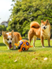 狗狗足球玩具耐咬磨牙边境牧羊犬玩具训练专用狗球宠物耐Y玩耐扯