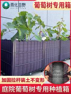 葡萄树特深种植箱家庭长方形塑料花盆种菜盆果树竹子花槽花箱
