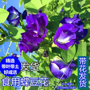 阳台盆栽蝶豆花苗食用花茶蓝蝴蝶花庭院，植物攀爬花卉四季开花不断