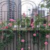。爬藤架子花支架蔷薇月季种植庭院栅栏户外花架三角梅铁艺爬藤花
