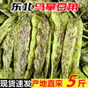 东北豆角马掌豆角新鲜蔬菜农家花道油豆角特产现摘5斤头茬