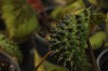 朴原黑峰秋海棠   Begonia ferox 观叶植物 籽播实生