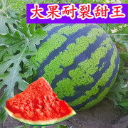 甜王西瓜种子超甜超大特大懒汉西瓜，种籽脆甜耐裂高产四季水果