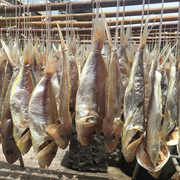 广东咸鱼干阳江特产，海鲜水产干货海鱼一夜埕，红衫鱼250g海味