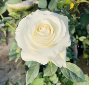 白巧克力 高档切花浓香玫瑰月季四季庭院阳台盆栽花卉