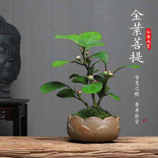 小盼菩提绿植室内盆栽，中式禅意客厅茶桌，办公室植物观叶带果盆景树