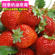 奶油草莓种子四季播种阳台盆栽水果种子农家蔬菜种子食用草莓种籽