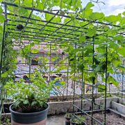 葡萄架子庭院户外爬藤架园艺，花架丝瓜支架，种菜植物瓜棚架支撑杆网