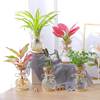 水培植物玻璃花瓶透明简约小清新水养绿萝器皿水生花卉绿植花盆