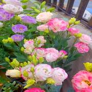 重瓣粉色洋桔梗花苗幼苗郁金香，花种球籽子盆栽，带花苞鲜花大花阳台