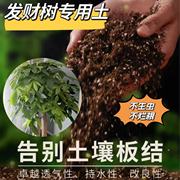 发财树专用土花卉营养土，通用型家用花盆土壤椰糠泥炭，有机土营养土