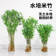 水培植物米竹盆栽室内带根水养凤尾富贵竹子客厅，桌面好养绿植盆景