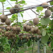 猕猴桃果苗特大南北方种植盆栽，地栽当年结果红心软枣猕猴桃嫁接苗