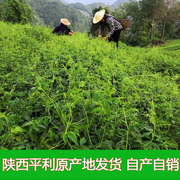 正宗平利绞股蓝龙须茶野生特级七叶甘苦五叶，甘味嫩芽绞股蓝茶新茶