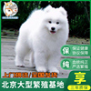 纯种萨摩耶幼犬雪橇犬，大型白色宠物狗狗活体萨摩，种公配种借配