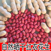 红皮花生米生新货2023年山东红衣带壳红粒晒干种子新鲜红皮花生