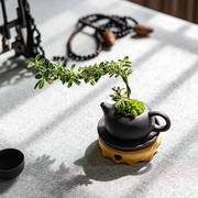 六月雪悬崖创意紫砂西施茶壶盆栽造型盆景迷你小绿植茶桌生日礼物
