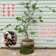 果树常绿苗树葡萄苗正宗台湾果苗沙巴四季结果南北方种植