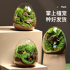 苔藓微景观生态瓶青苔造景创意，玻璃小摆件，办公室内盆栽桌面绿植物