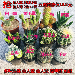 多肉植物仙人掌仙人球开花植物吸甲醛万重山黄毛掌室内防辐射盆栽