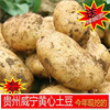 黄心土豆贵州特产威宁特色小吃土豆2023年新鲜土豆马铃薯洋芋