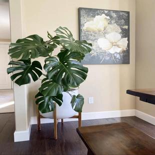 龟背竹大型绿植室内盆栽客厅办公室好养活观叶植物除甲醛净化空气