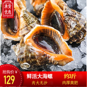 3斤活海螺鲜活新鲜超大海螺特大海鲜贝壳类，生鲜特产野生香螺