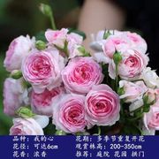 50-60厘米高蔷薇花藤本，特大月季爬藤植物玫瑰四季开花重瓣