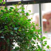 千叶吊兰盆栽可食用烘焙水培植物，室内吸甲醛，进化空气垂吊婚纱吊兰