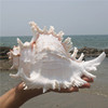天然大海螺贝壳白千手螺家居摆件鱼缸造景水族箱装饰大贝壳海螺壳