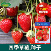 草莓种子四季播种室内阳台盆栽水果农家蔬菜种子秋冬菜籽草 莓籽