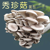 秀珍菇菌包家庭阳台蘑菇种植包食用菌，棒多肉植物，幼儿童盆栽多肉菇
