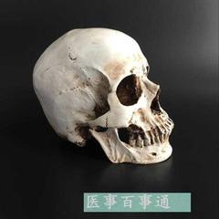 头骨模型头颅骨模型骷髅头模型骨骼脊柱模型医学艺用美术z