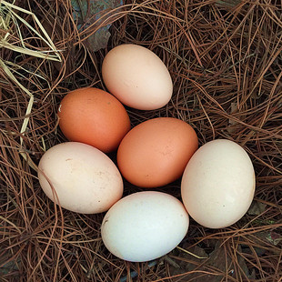 正宗农家散养土鸡蛋新鲜草鸡蛋柴鸡蛋谷物本鸡蛋家养鸡蛋30枚整箱